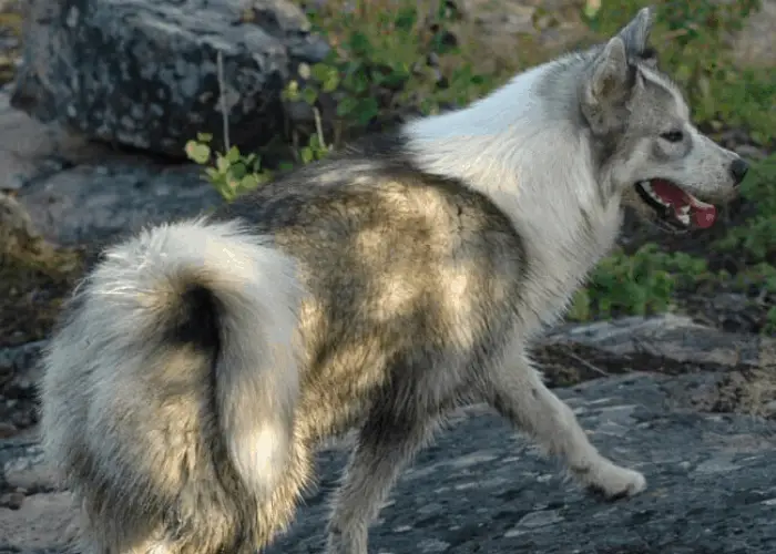 Canadian eskimo dog standing on a rock