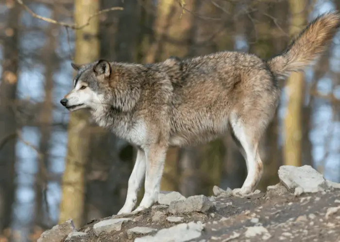 Canadian timber wolf