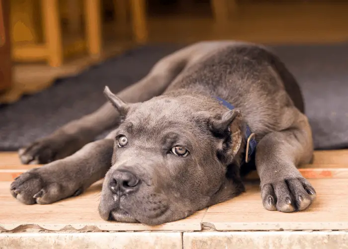 Cane Corso with cropped ear resting