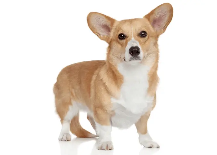 Cardigan Welsh Corgi photographed against a white background