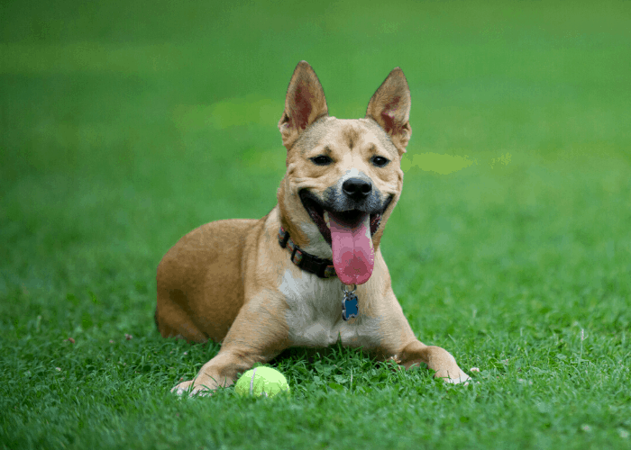 Carolina Dog playing fetch on the lawn