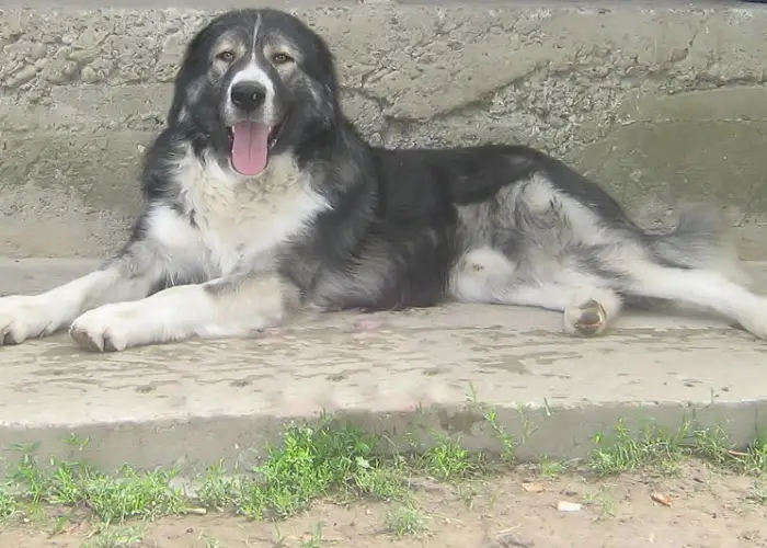 Carpathian Shepherd Dog resting on a cemented ground