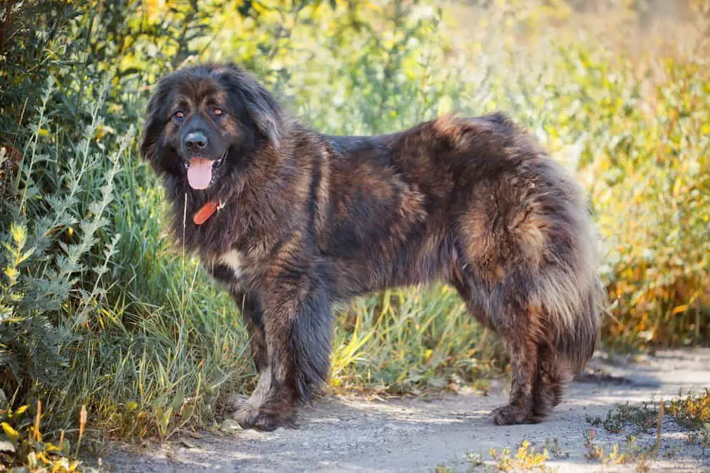 Caucasian Shepherd Dog