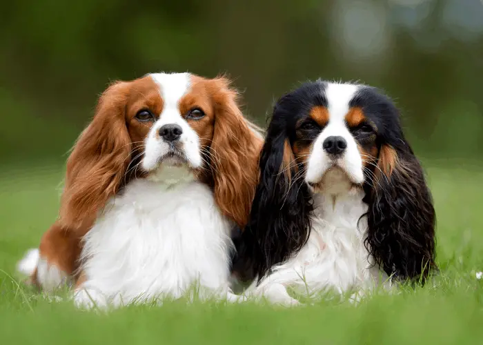 2 Cavalier King Charles Spaniel dogs