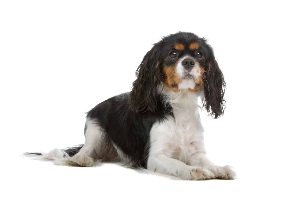 Cavalier King Charles spaniel lying on white background