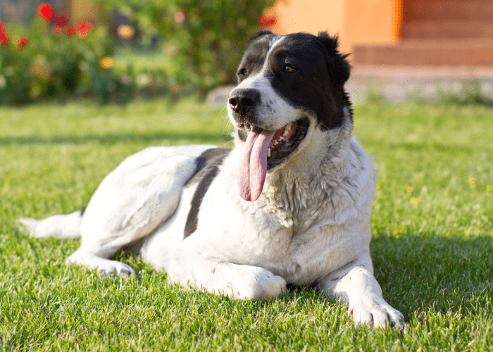 Central Asian Shepherd Dog on the lawn