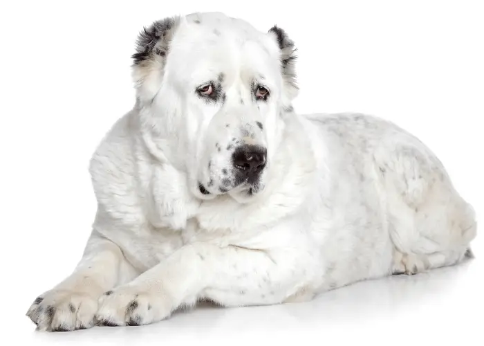 Central Asian Shepherd Dog