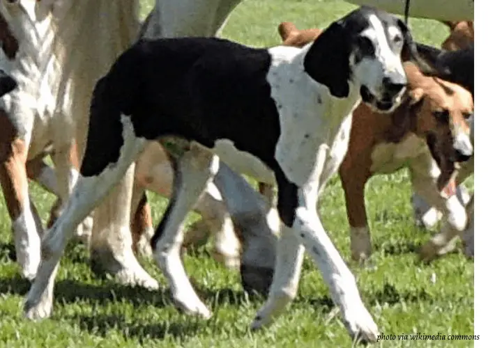 Chien Francais Blanc et Noir with other dogs on the farm