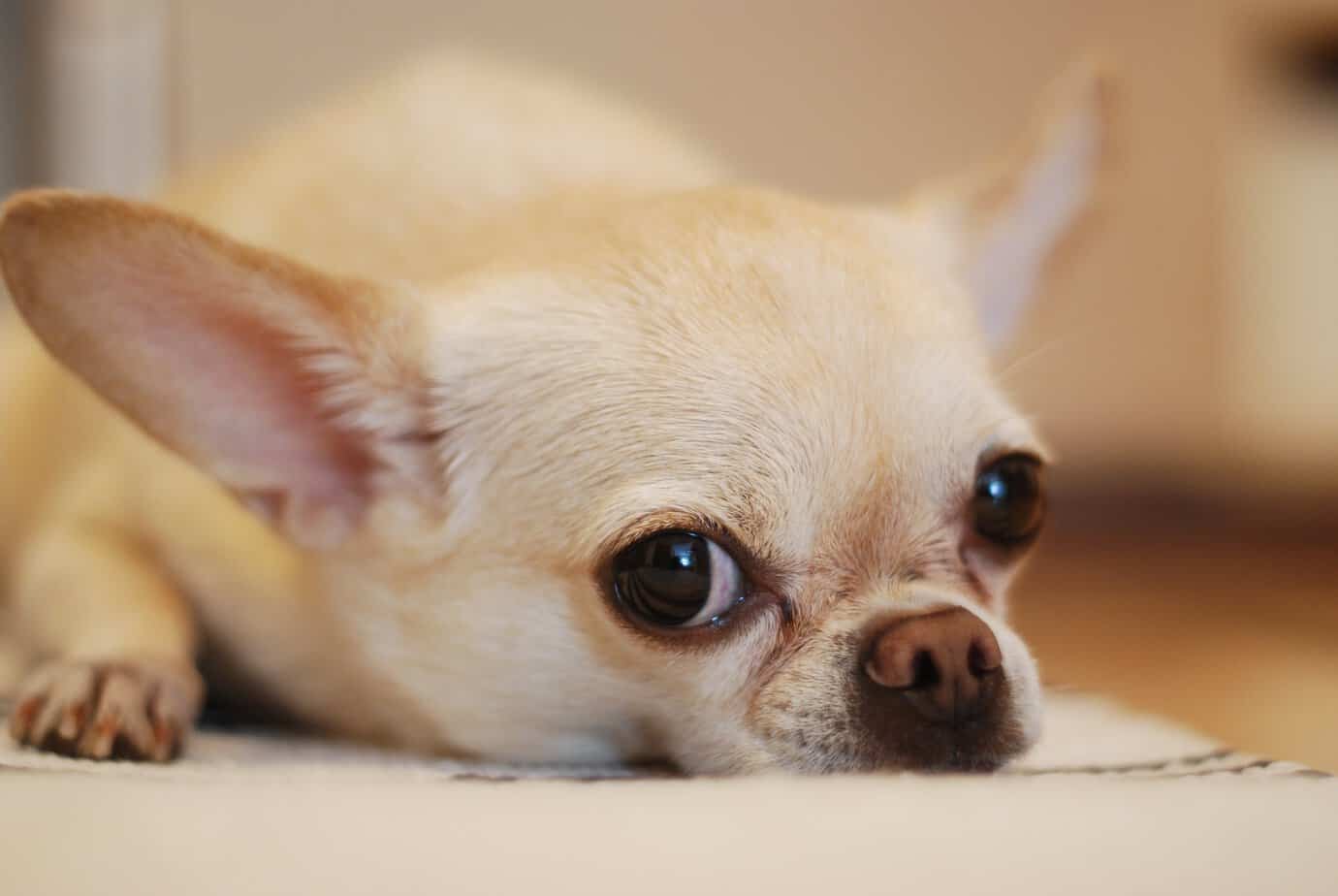 Chihuahua Lying on White carpet