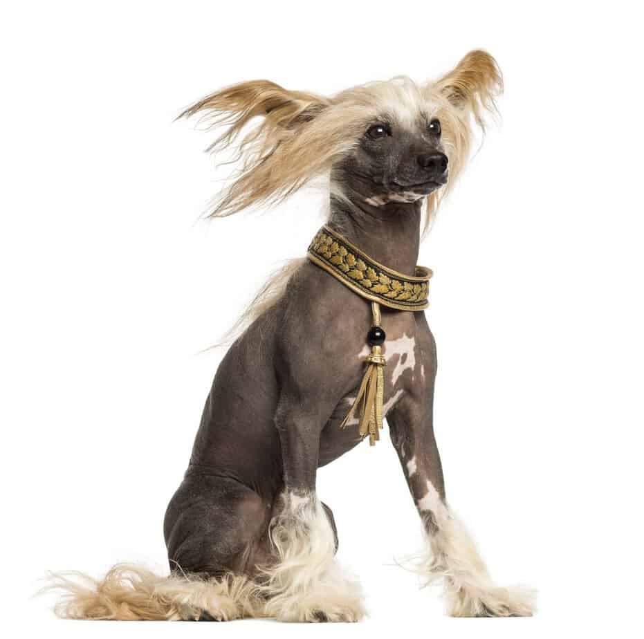 Chinese Crested Dog photographed on white background