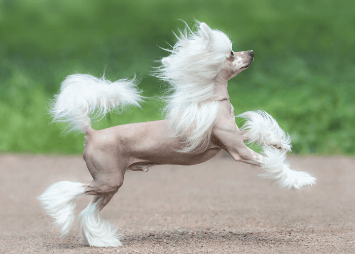 Chinese Crested dog running on the sand