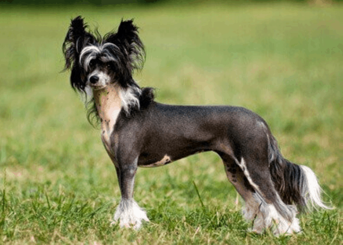 Chinese Crested dog standing on the grassy ground