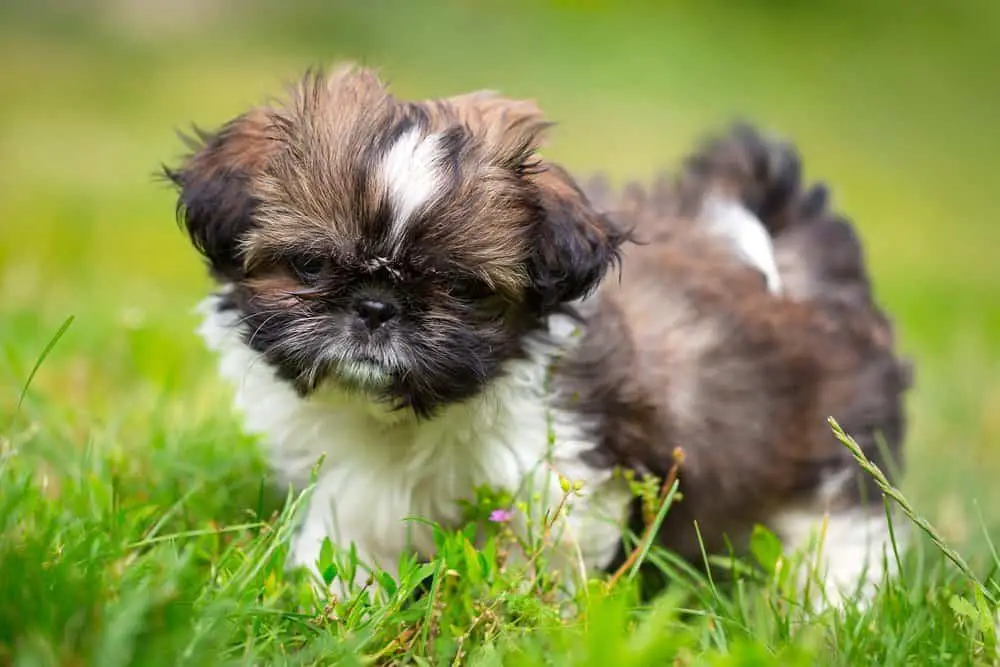 Chinese Imperial Dog on the lawn