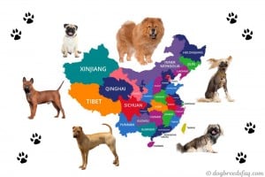 Chinese dog breeds 3