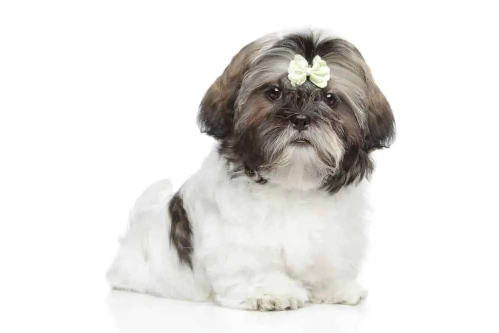 Chinese imperial dog photographed on white background