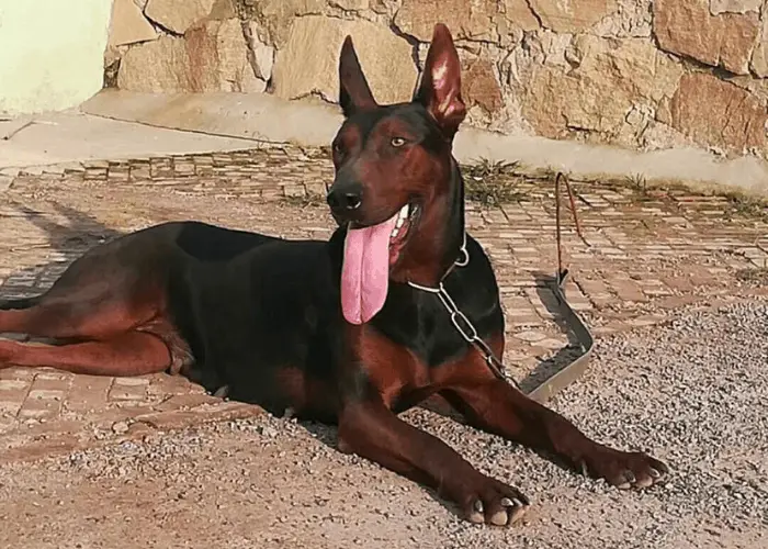 Chinese red dog resting on the ground looking to its right side