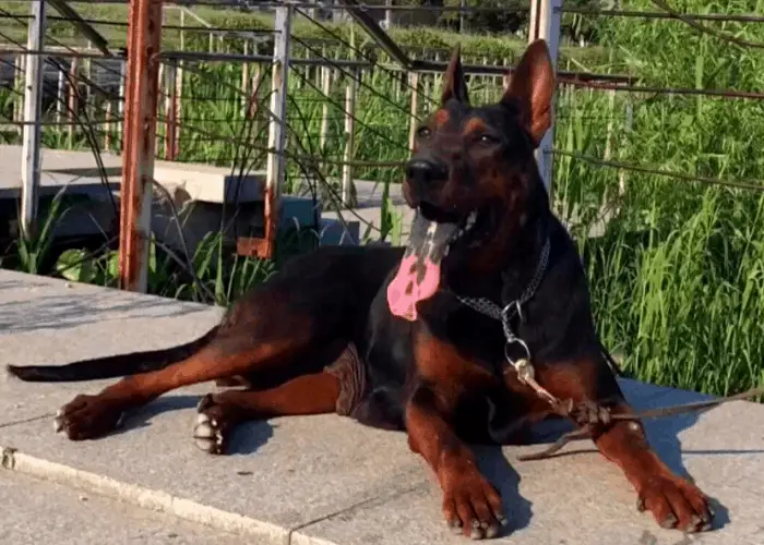 Chinese red dog sitting with tongue sticking out