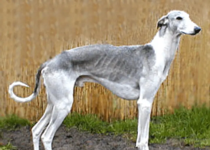 Chortai dog standing in the farm