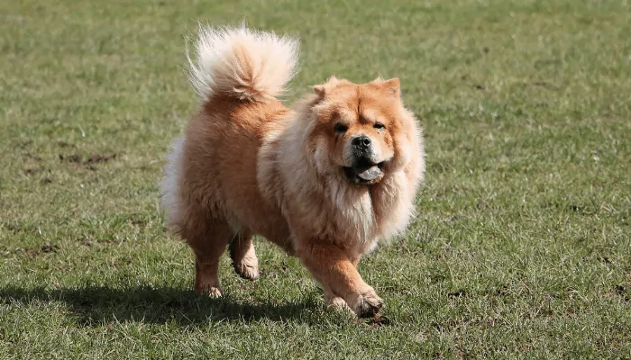 Chow chow running on the lawn