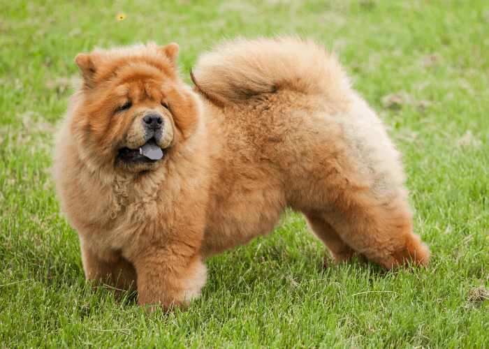 Chow chow standing on the lawn at the park