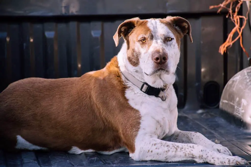 Close-Up Photography of American Pit Bull Terrier