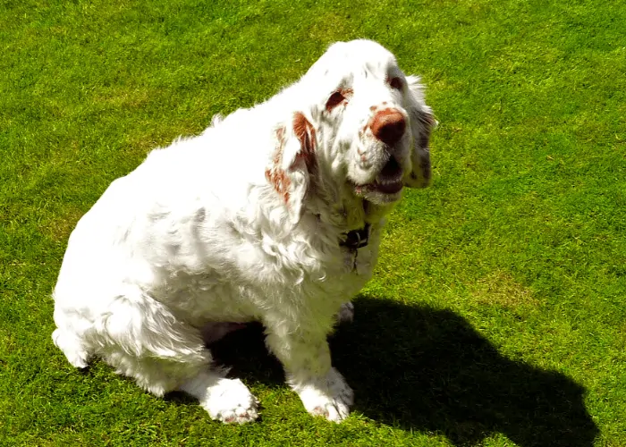 Clumber Spaniel dog sitting on the lawn