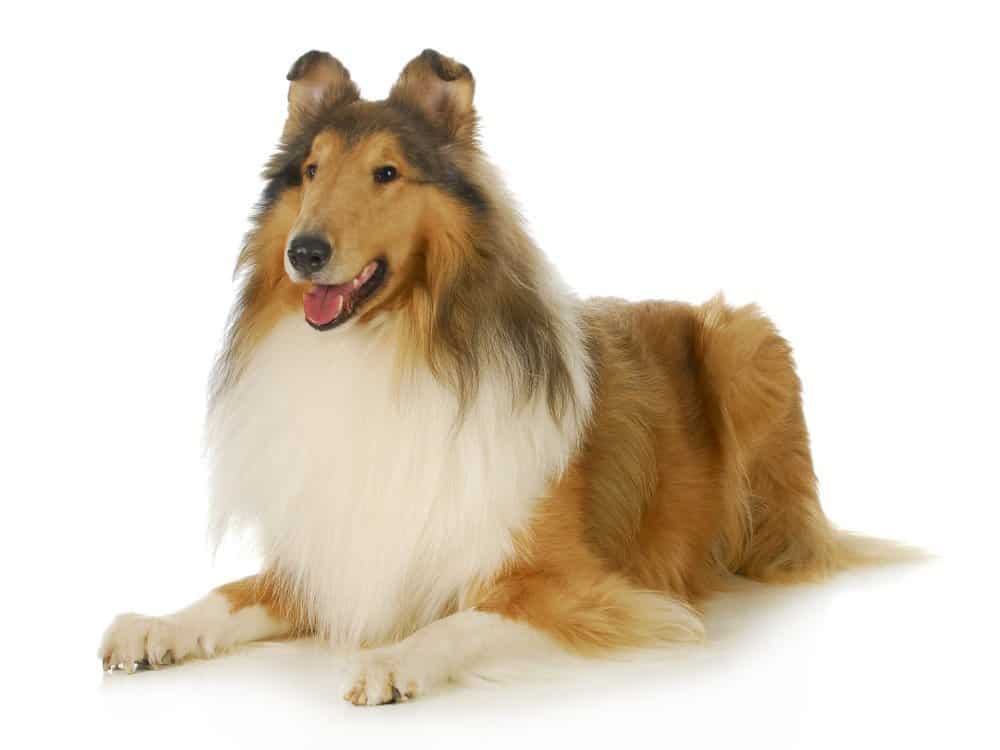 Collie dog breed photographed on white background
