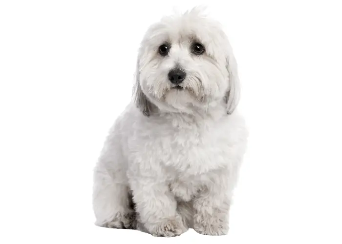 Coton de Tulear image against a white background