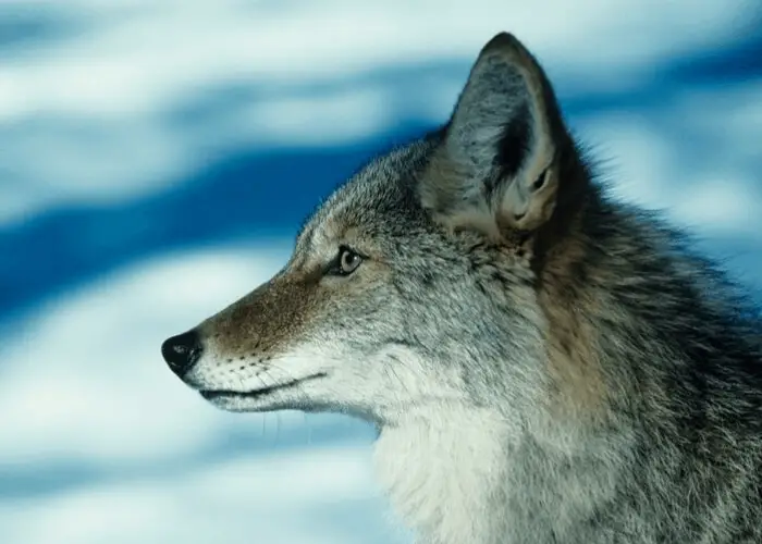 Coyote in the snow