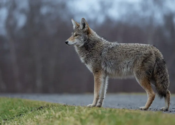 Coyote standing on the lawn