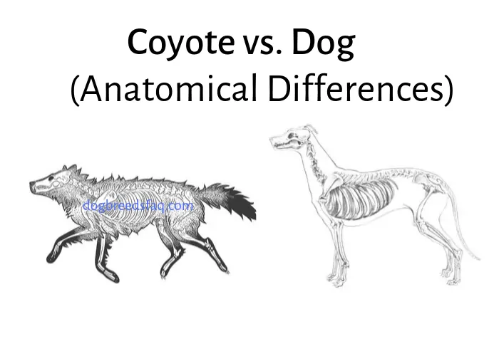 Coyote vs. dog differences