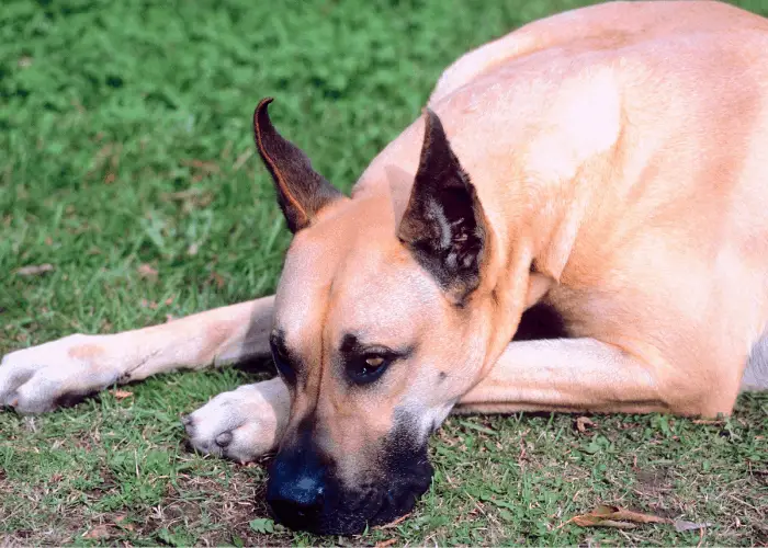 Cropped Great Dane on the ground