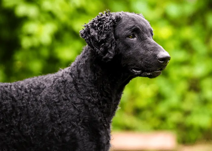 Curly Coated Retriever photo isolated against a green background