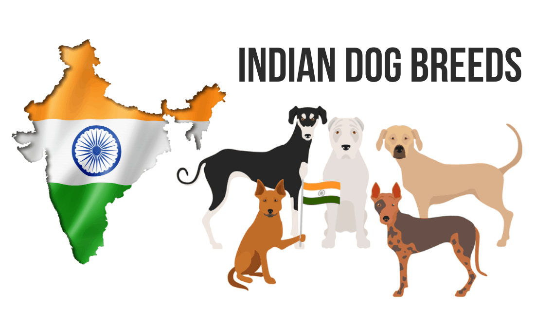 Cute Dog Breeds Native to India