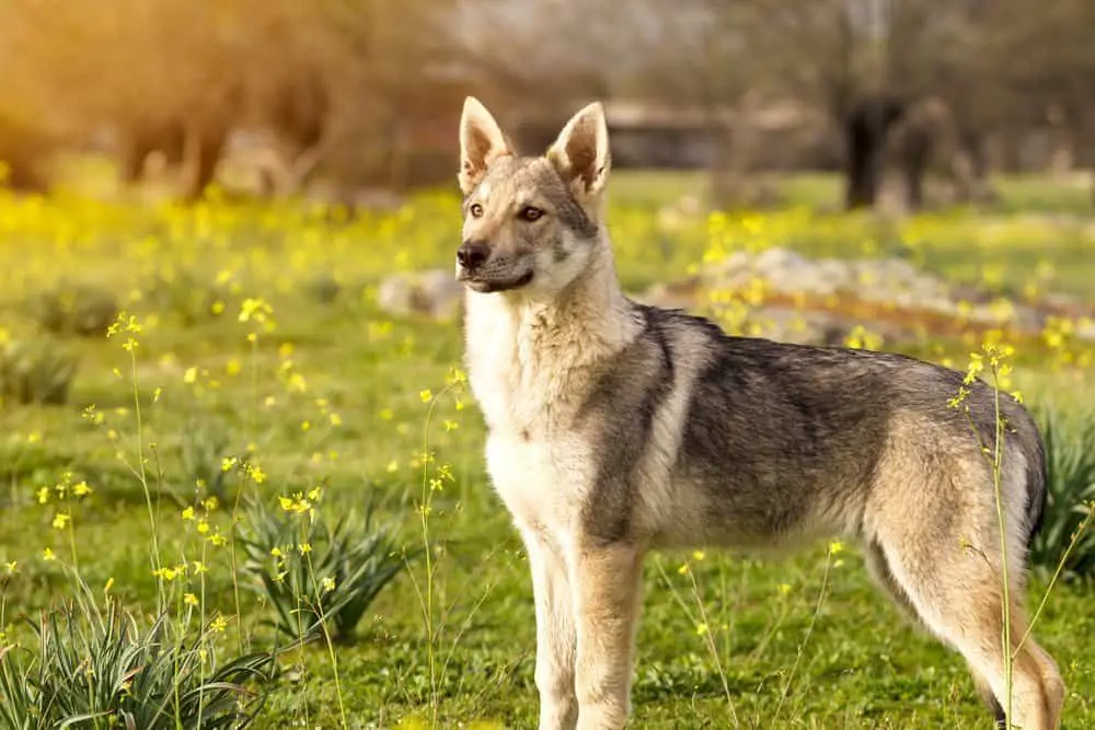 Czechoslovakian wolfdog in yellow flower