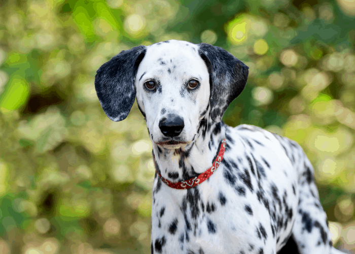 Dalmatian in the forest