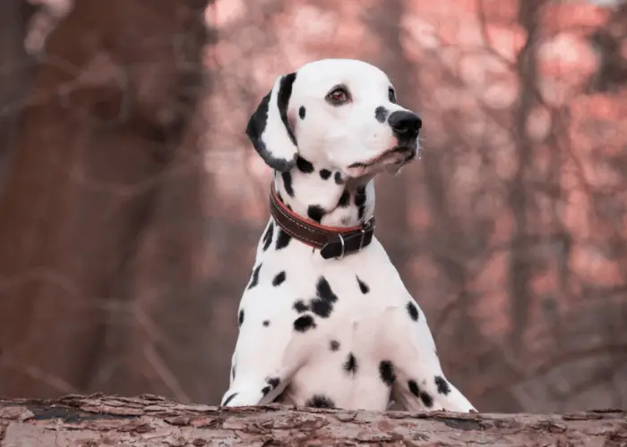Dalmatian in the woods