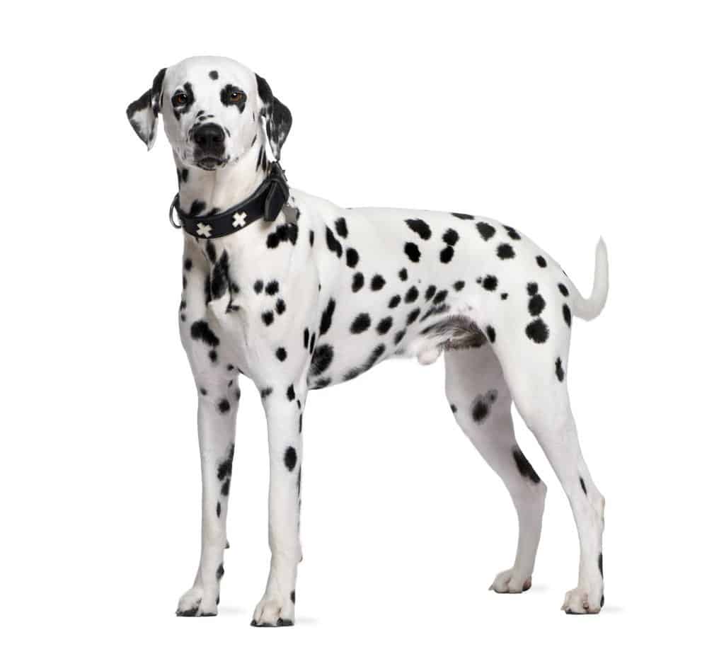 Dalmatian photographed against a white background