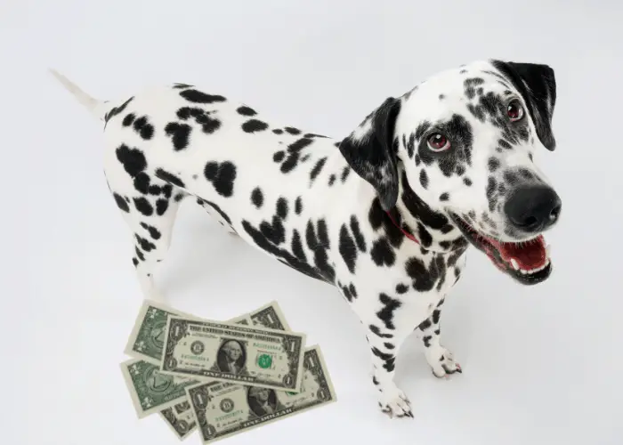Dalmatian with dollars near its right foot