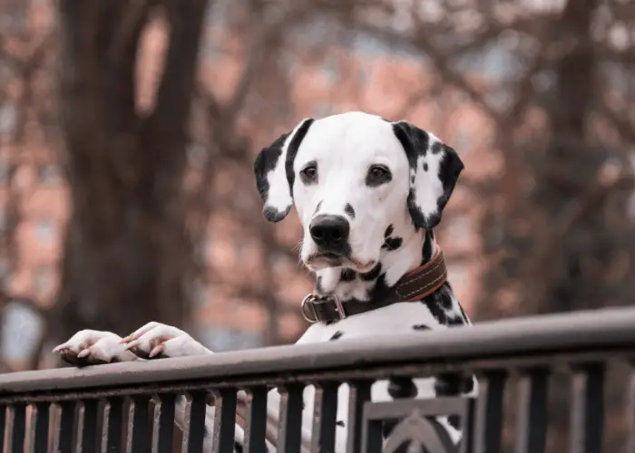 Dalmatians on the fence