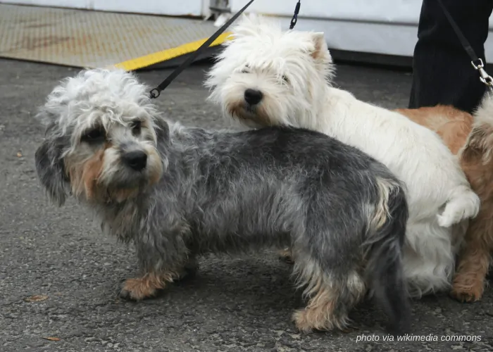 2 Dandie Dinmont Terrier dogs with their owner