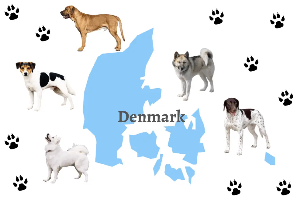 5 Danish Dog Breeds