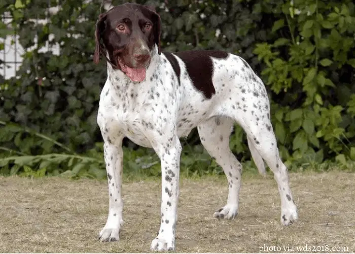 Danish Pointing Dog standing on the ground