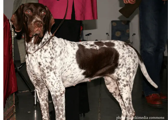 Danish Pointing Dog with owner in red shirt behind