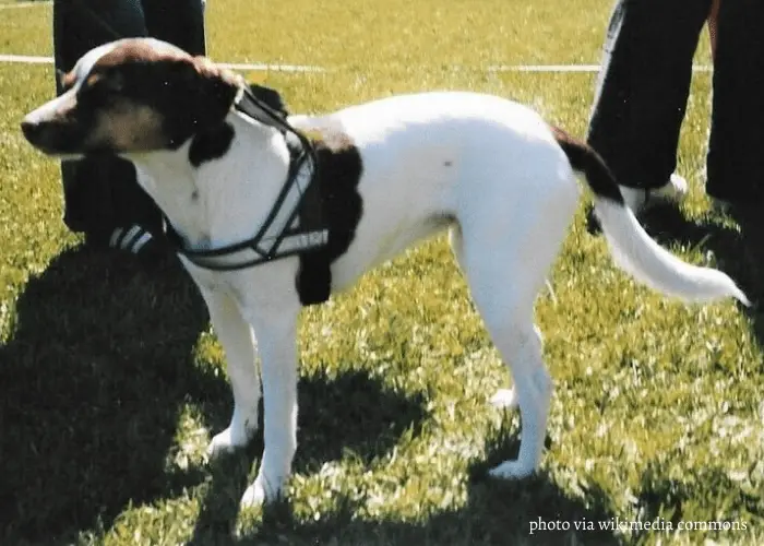 Danish-Swedish Farmdog in a competition