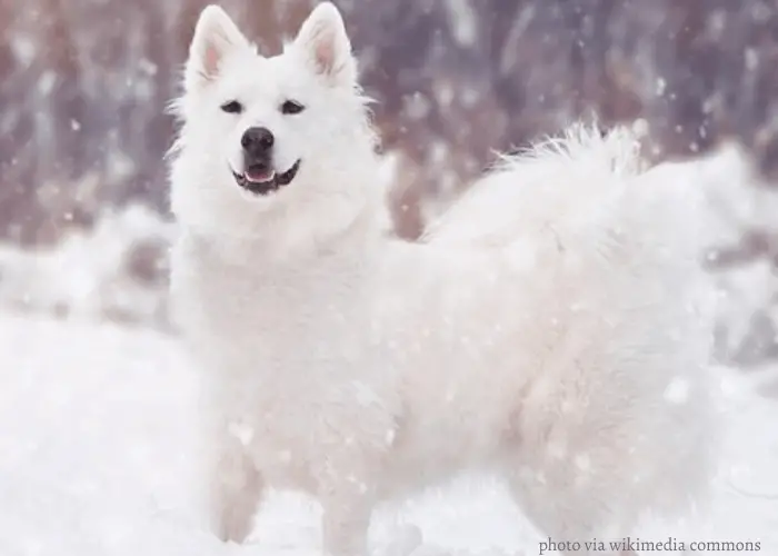 Dansk Spids in the snow