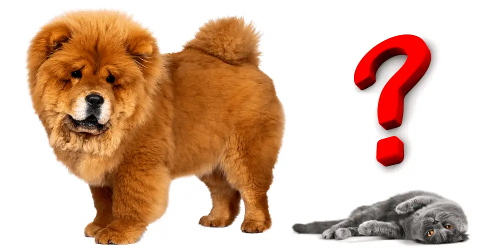 Do Chow Chows Get Along With Cats featured image