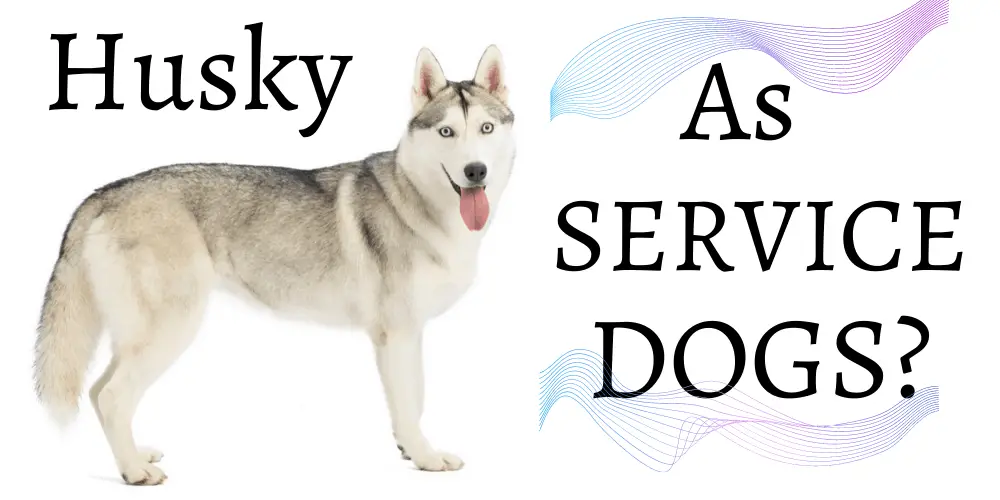 Do Huskies Make Good Service Dogs image