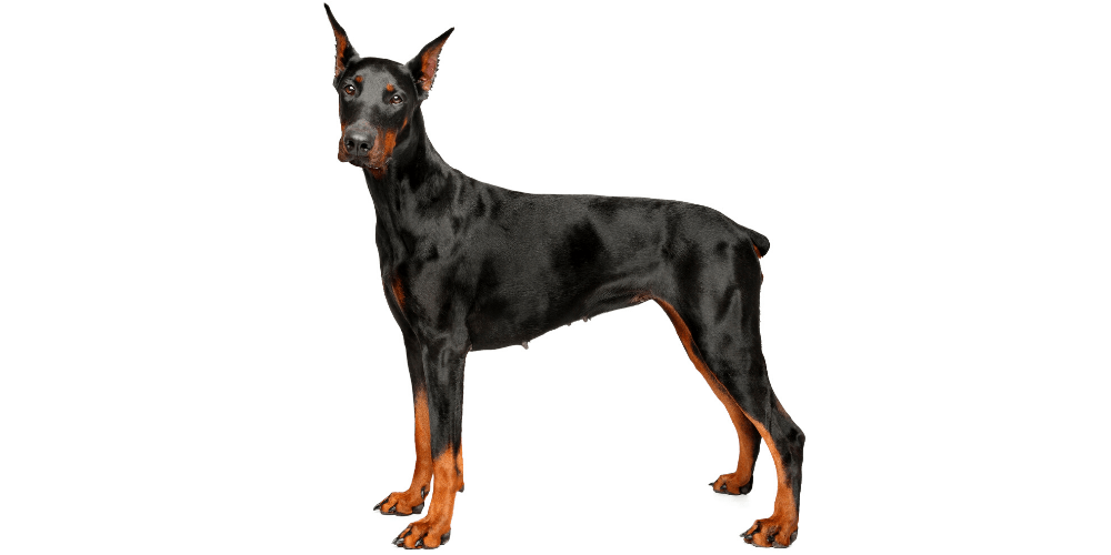 Doberman Pinscher dog breed photographed on white background