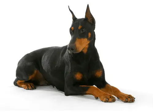 Doberman lying on white background